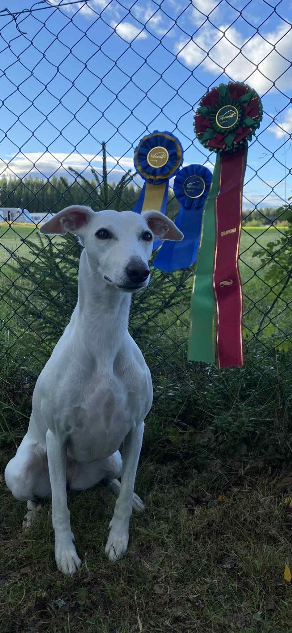 MhaLhi’s Moore Than Perfect for Me, ägare Louise Rörland